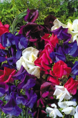 Picture of Sweet Pea - Starry Night